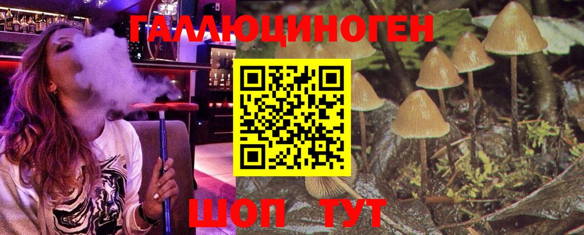 Псилоцибиновые грибы Psilocybe Апшеронск